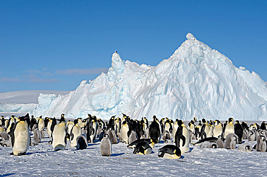 南极,威德尔海,雪丘岛,帝企鹅,生物群,迅速,冰,冰山,背景