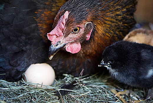 母鸡,等待,蛋,孵化