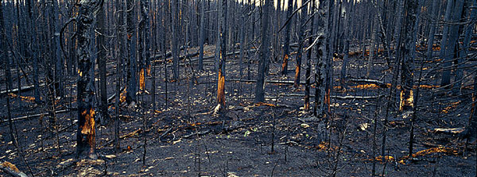 时间,序列,森林火灾,云杉,亚高山,冷杉,火,2009年,省立公园,不列颠哥伦比亚省