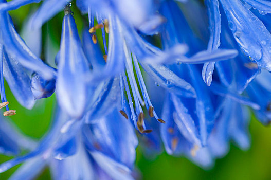 多年生草本植物蓝钟花盛开蓝紫色花朵