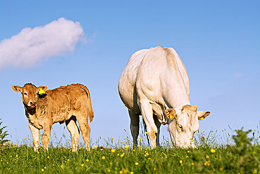 种系,金发,母牛,幼兽,草场,坎布里亚,英格兰