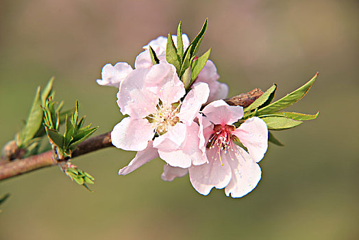 桃花