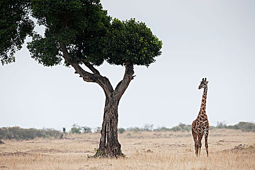 长颈鹿,肯尼亚,非洲