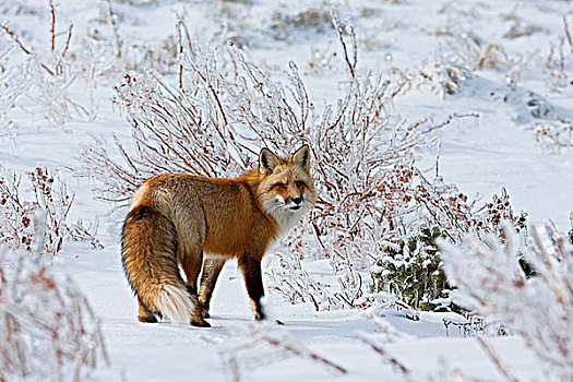红狐,爱德华王子岛,国家公园,加拿大