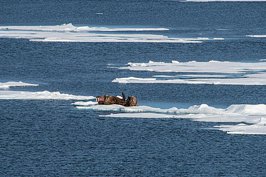 三个,海象,冰架,斯瓦尔巴特群岛,北极,挪威,欧洲