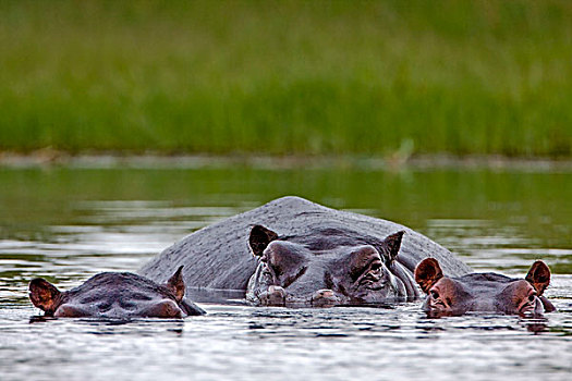 河马,三个,水,莫雷米禁猎区,奥卡万戈三角洲,博茨瓦纳