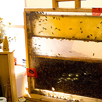 蜂巢,蜂蜜,收获,室内