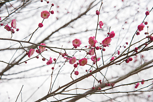 春天公园梅花盛开