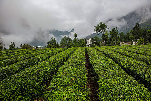 茶园,山区,土地,湖北,神农架,大山,种植,经济作物,农村,茶农