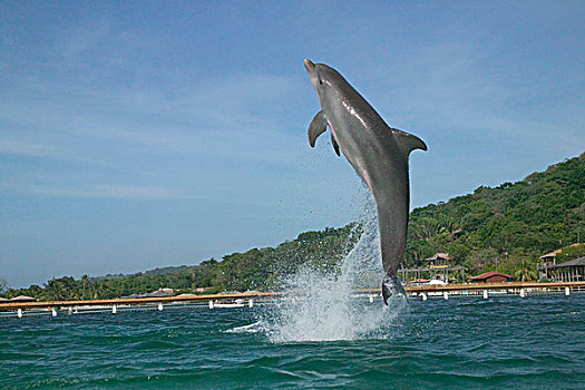 海豚,跳跃,海湾群岛,洪都拉斯