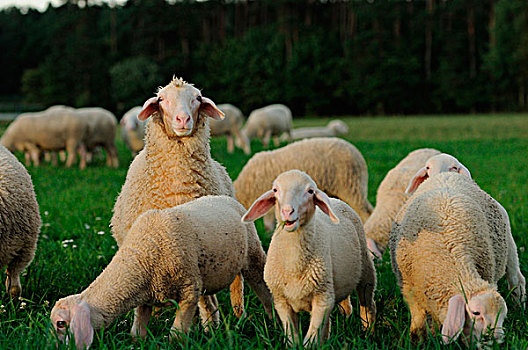 绵羊,草地,巴伐利亚,德国