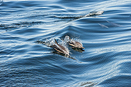 常见海豚,真海豚,一对,平面,下加利福尼亚州,墨西哥