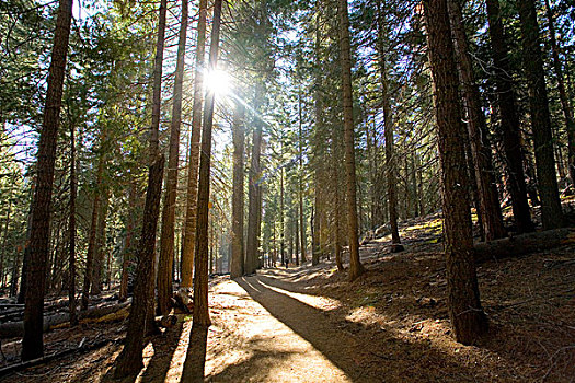 松柏植物森林,优胜美地国家公园,加利福尼亚,美国