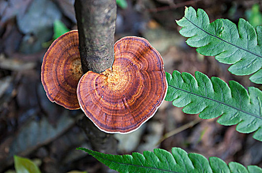 蘑菇菌类植物绿植森林生态环境特写