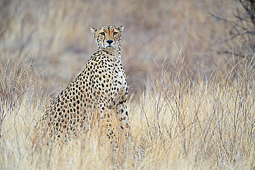 印度豹,猎豹,雄性,萨布鲁国家公园,肯尼亚,非洲