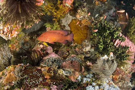 青星九刺鮨,礁石,科莫多岛,印度尼西亚