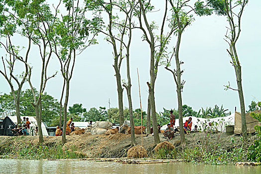人,牛,拿,蔽护,洪水,中心,孟加拉,七月,2004年