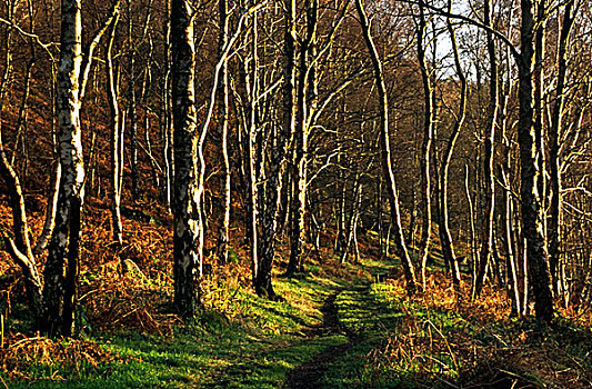 树林,峰区国家公园,德贝郡,英格兰