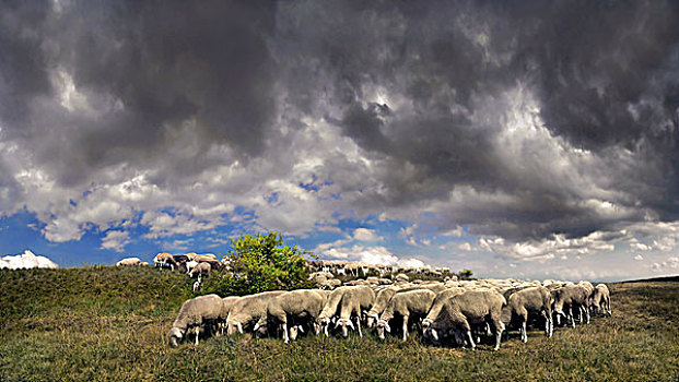 羊群,乌云,自然公园,靠近,巴伐利亚,德国,欧洲