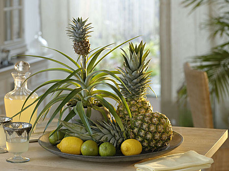 菠萝,盆栽植物,迷你水果