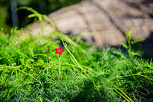 藤类植物