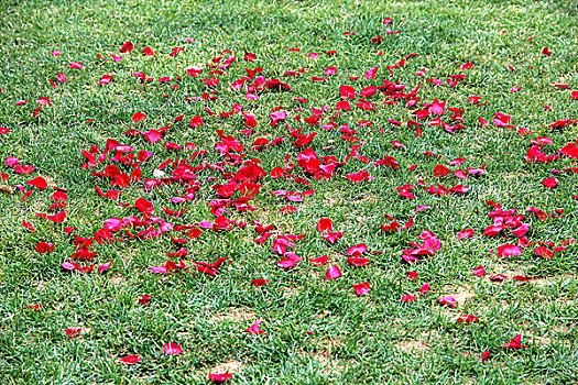 绿色草坪红色花瓣浪漫爱情喜庆花草