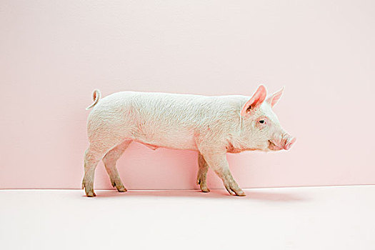 小猪,粉色,棚拍