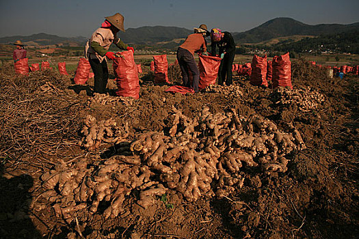 云南思茅地区孟连县城边的地里在收获生姜