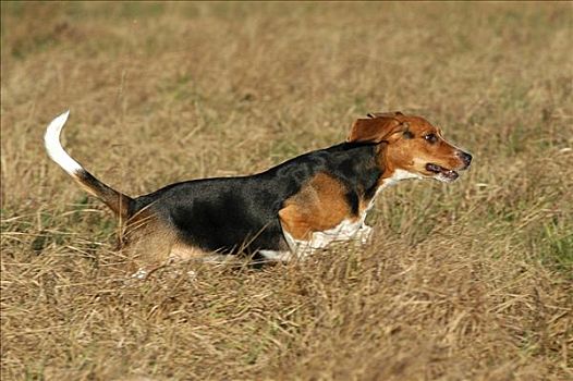 小猎犬,母狗