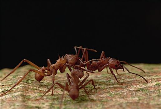 切叶蚁,一对,相同,生物群,停止,整洁