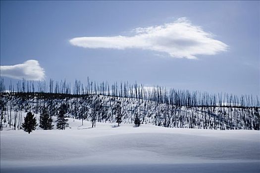 树,积雪,风景,黄石国家公园,怀俄明,美国