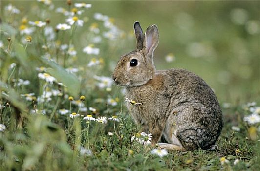欧洲兔,兔豚鼠属,坐,花,草地,石荷州,德国,侧面