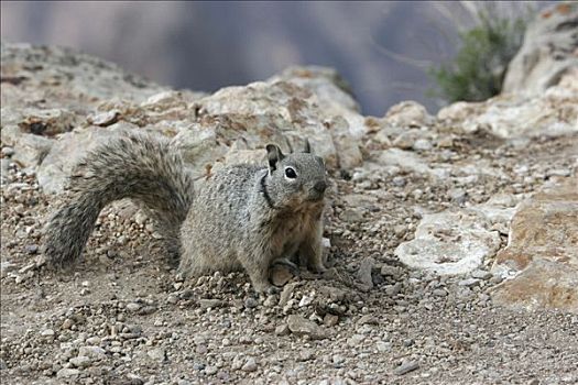岩松鼠,大峡谷国家公园,亚利桑那