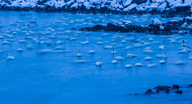 山东威海俚岛镇烟墩角拍摄的冬天雪地天鹅风景