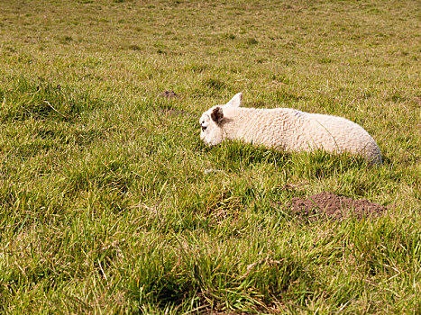 一个,绵羊,羊羔,休息,低头,草,地面,草地