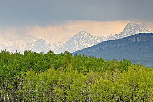 松树,白杨,树林,阿萨巴斯卡河,山谷,艾伯塔省,加拿大