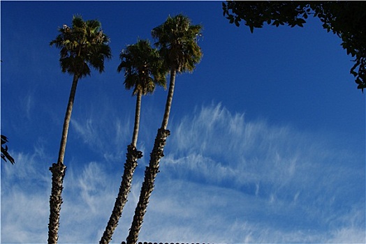 棕榈树,云,圣芭芭拉,加利福尼亚