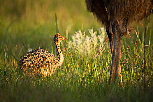 鸵鸟,鸵鸟属,骆驼,幼小,靠近,父母,自然保护区,南非