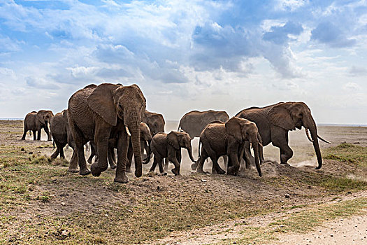 迁徙的非洲象