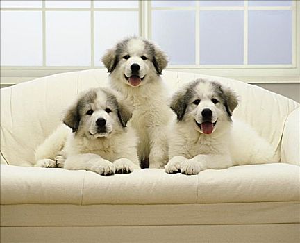 肖像,三个,小狗,坐,沙发