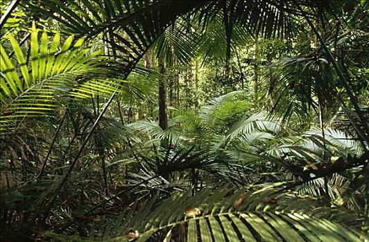 雨林,室内,手掌,伊里安查亚省,新几内亚,印度尼西亚