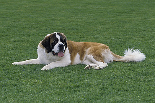 圣伯纳犬,狗,放松,草地