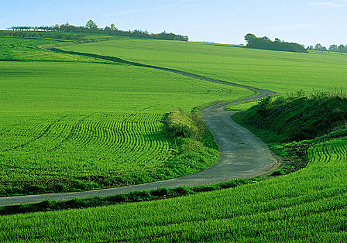 小路,绿色,地点,作物