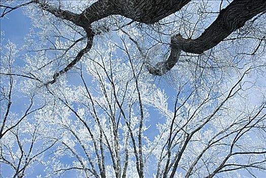 树枝,雪