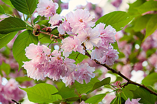 漂亮,日本,樱花,花,春天,自然,背景,粉色,绿叶