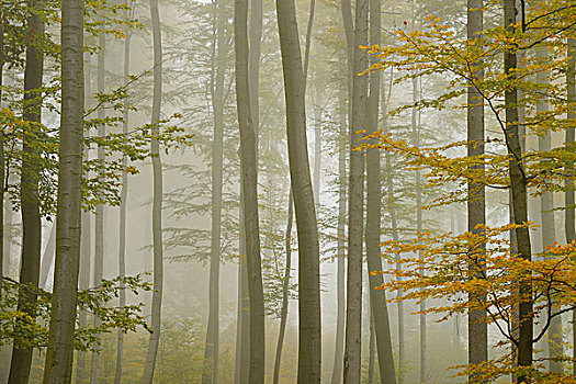 山毛榉,树林,晨雾,施佩萨特,巴伐利亚,德国