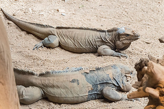 两个,犀牛,鬣蜥蜴,休息,沙子