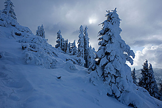 冬日树林,高山,巴伐利亚阿尔卑斯山,上巴伐利亚,巴伐利亚,德国