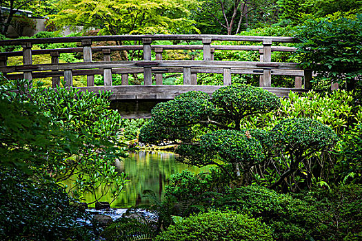 桥,上方,水塘,日式庭园,波特兰,俄勒冈,美国
