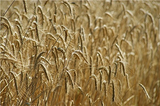 特写,小麦,背景,地点